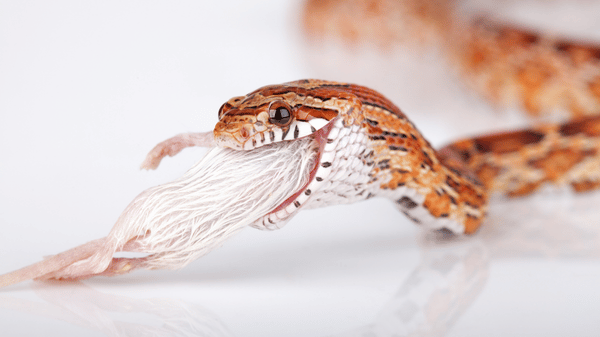 užovka červená (2)